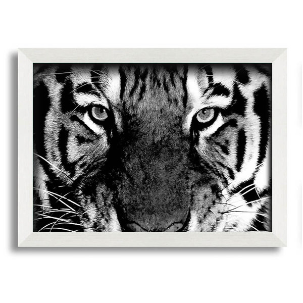 Latitude Run Exton Tiger Stare B N W Single Picture Frame Art Prints